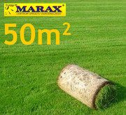 Trawa z rolki ROLIMPEX IŁAWA  pow:około 50m2, najlepsza trawa z Iławy, darń w rolce, 1 paleta, DARMOWA WYSYŁKA