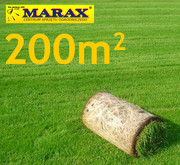 Trawa z rolki ROLIMPEX IŁAWA  pow:około 200m2, najlepsza trawa z Iławy, darń w rolce, 4 palety, DARMOWA WYSYŁKA