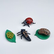 Insect Lore Zestaw Figurek Cykl Życia Biedronki