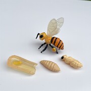 Insect Lore Zestaw Figurek Cykl Życia Pszczoły