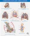 9781929007561 Netter Anatomy Chart Cardiopulmonary Circulation Frank H. Netter, Netter Icon Learning Systems LLC