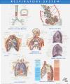 9781929007295 Netter Anatomy Chart Respiratory System Frank H. Netter, Netter Icon Learning Systems LLC