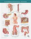 9781929007301 Netter Anatomy Chart Gastrointestinal System Frank H. Netter, Netter Icon Learning Systems LLC