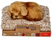 Mały Kundelek Perfect Petzzz Perfect Petzzz