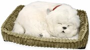 Zaadoptuj szczeniaczka Maltańczyk Perfect Petzzz Perfect Petzzz