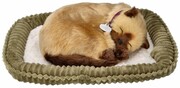 Zaadoptuj mnie Kociak syjamski oddychający Perfect Petzzz