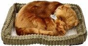 Zaadoptuj mnie Kociak Angora turecka Perfect Petzzz