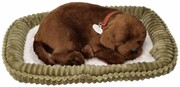 Chrapiący szczeniaczek Labrador czekoladowy Perfect Petzzz