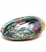 Muszla Paua Abalone z Nowej Zelandii
