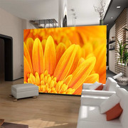 Fototapeta - Żółta gerbera Artgeist