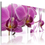 Obraz - Marvelous orchid Artgeist