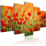 Obraz - Maki w żywych kolorach Artgeist