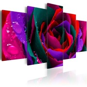 Obraz - Multicoloured rose Artgeist