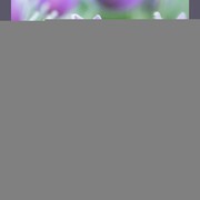 Fototapeta - Fioletowe wiosenne tulipany Artgeist
