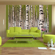 Fototapeta - Birch groove Artgeist