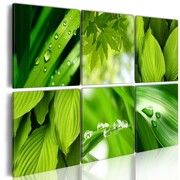 Obraz - Soczysta zieleń liści Artgeist