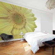 Fototapeta - Biała gerbera Artgeist