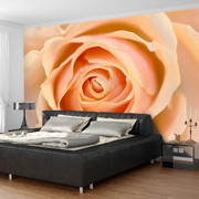 Fototapeta - Peach-colored rose Artgeist