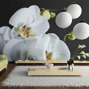 Fototapeta - Phalaenopsis Artgeist