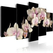 Obraz - Orchidea na kontrastującym tle Artgeist