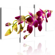 Obraz - Blask orchidei Artgeist