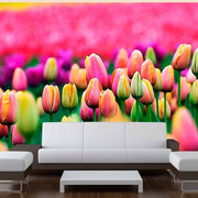 Fototapeta - Pole tulipanów Artgeist