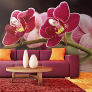 Fototapeta - Delikatne orchidee na wodzie Artgeist