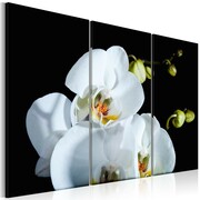Obraz - Śnieżnobiała orchidea Artgeist