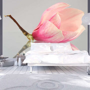 Fototapeta - Samotny kwiat magnolii Artgeist