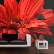 Fototapeta - Czerwona gerbera Artgeist