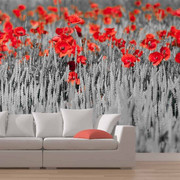 Fototapeta - Czerwone maki w czarno-białym zbożu Artgeist