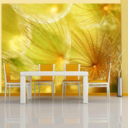 Fototapeta - Delikatne puszki dmuchawca Artgeist