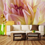 Fototapeta - Pastelowa dalia z kroplami rosy Artgeist