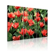 Obraz - Czerwone tulipany w rozkwicie Artgeist