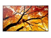 Sharp Monitor wielkoformatowy MultiSync M552 55 cali 550cd/m2 24/7 Sharp