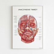 Plakat anatomiczny - UNACZYNIENIE TWARZY Marta Pawelec - ilustrator medyczny