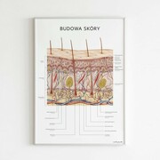 Plakat anatomiczny - BUDOWA SKÓRY Marta Pawelec - ilustrator medyczny