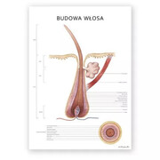 Plakat Budowa Włosa Marta Pawelec - ilustrator medyczny