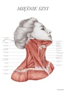 Plakat anatomiczny - Mięśnie szyi Marta Pawelec - ilustrator medyczny