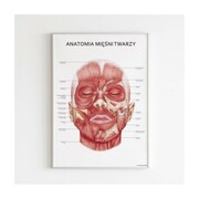 Plakat anatomiczny - MIĘŚNIE TWARZY Marta Pawelec - ilustrator medyczny