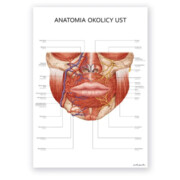 Plakat anatomiczny - ANATOMIA OKOLICY UST Marta Pawelec - ilustrator medyczny