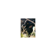 Gra w paintball – Mielno
