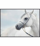 Plakat szlachetny biały koń De Art s.c.