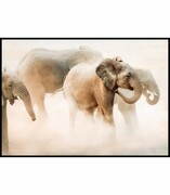 Plakat słonie w kurzu Fotobloki & decor