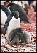 Plakat pingwin z dziećmi De Art s.c.
