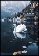 Plakat biały łabędź nad jeziorem Hallstatt De Art s.c.