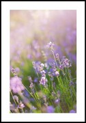 Plakat rozmyta lawenda De Art s.c.