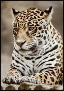Plakat jaguar De Art s.c.