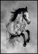 Plakat koń Appaloosa De Art s.c.