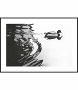 Plakat kaczka krzyżówka De Art s.c.